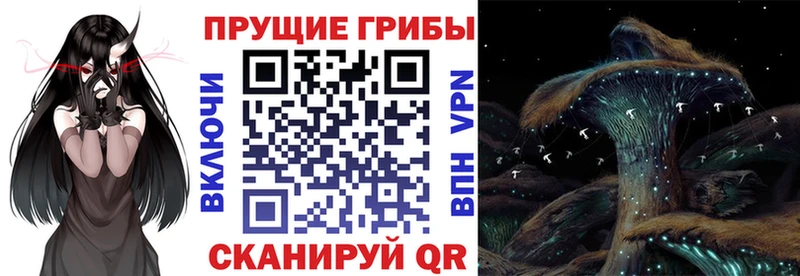 Купить  Краснокамск  Галлюциногенные грибы Psilocybine cubensis 